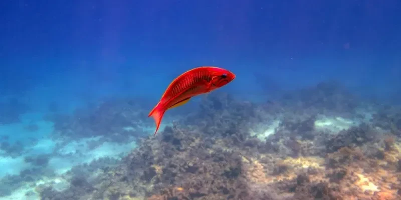 Snorkeling À L’île De Mahmya